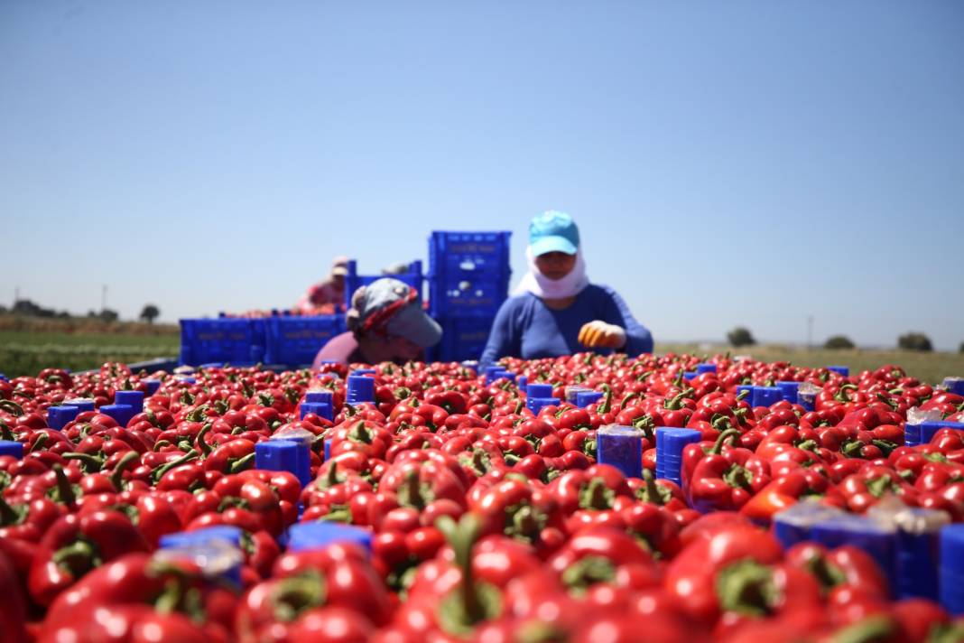 Üretimi en çok Çanakkale'de yapılıyor: 350 bin ton ürün ile salça, sos, konserve üretiliyor 8